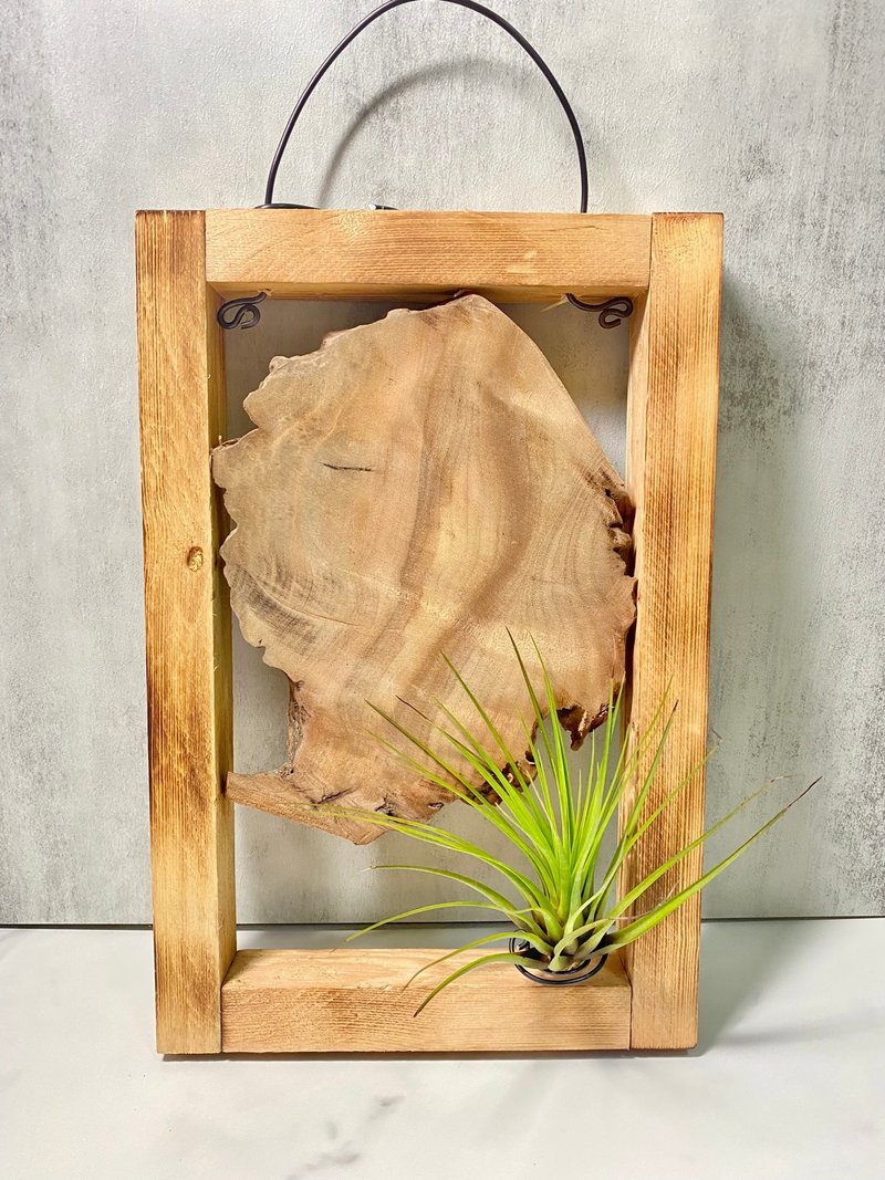 【Pine and Camphor】Homecoming | Air pineapple. Air Tillandsia - ตกแต่งต้นไม้ - ไม้ สีนำ้ตาล