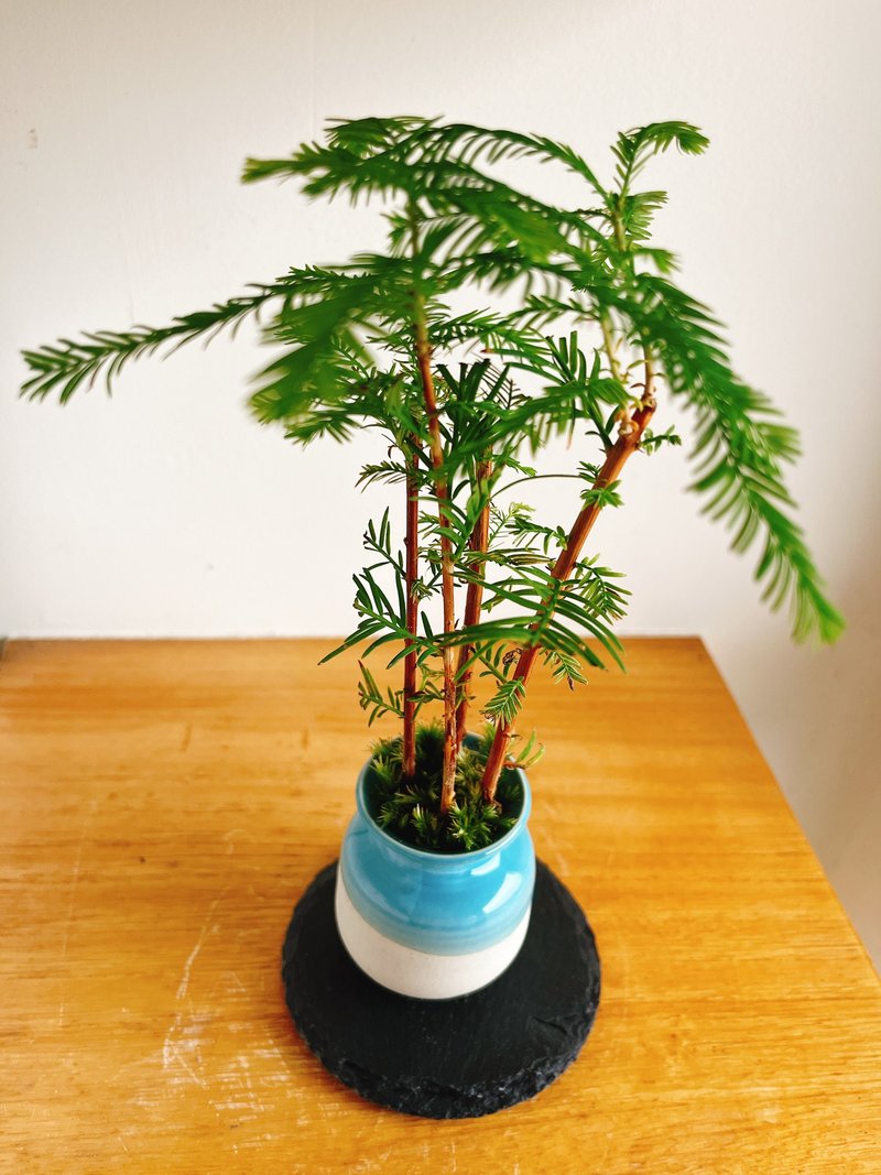 純自然 迷你 日式 盆栽 落羽松 送禮 - 植栽/盆栽 - 植物．花 綠色
