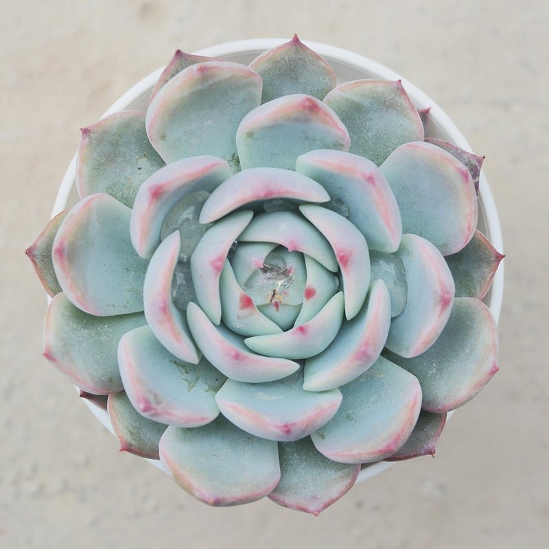 【荳荳多肉】【楊貴妃】喬遷│送禮│升遷│多肉植物 - 盆栽/植栽 - 植物．花 