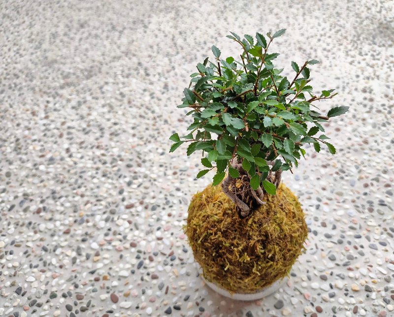 Elm Moss Ball│Balcony Plants│Light-loving Plants│Foliage Plants - Plants - Plants & Flowers Green