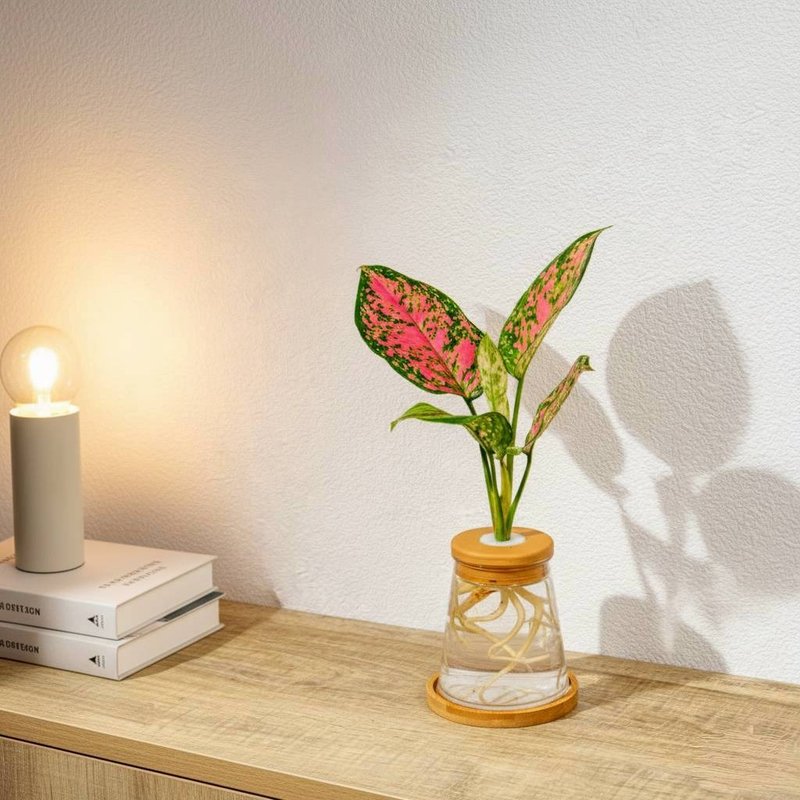 粗勒草 三角水耕盆栽 室內植物 觀葉植物 禮物 水培 辦公室小物 - 盆栽/植栽 - 植物．花 綠色