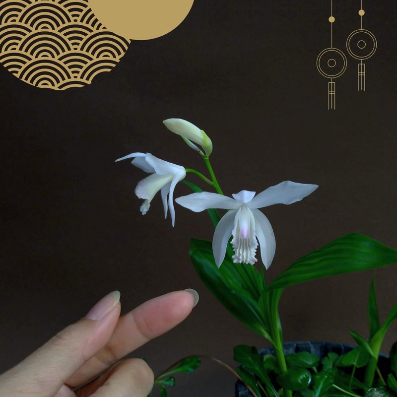 日本白色白芨∣山野草迷你盆栽 即將開花∣DIY素材 - 盆栽/植栽 - 陶 
