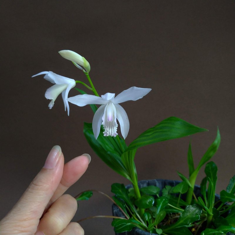 日本白色白芨∣山野草迷你盆栽 DIY素材 - 盆栽/植栽 - 陶 