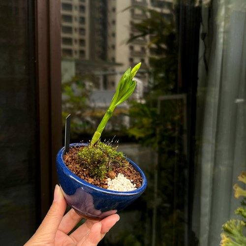 シラン｜野草ミニ鉢植えDIY素材 - ショップ mu bonsai 観葉植物