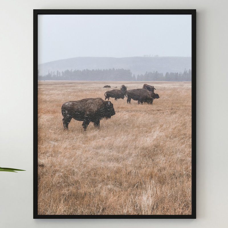 Bison Wall Art, American Buffalo Poster, Wild Printable Art, Bison Wildlife Art - Posters - Paper 