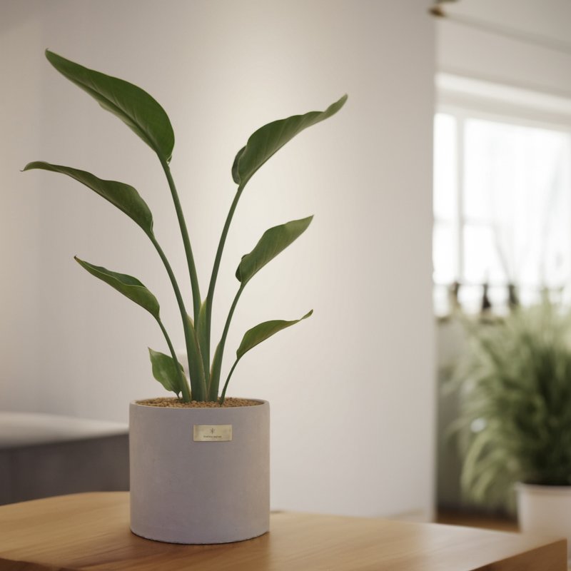 開幕賀禮、新居落成│中型觀葉植栽│天堂鳥、鶴望蘭 - 盆栽/植栽 - 植物．花 