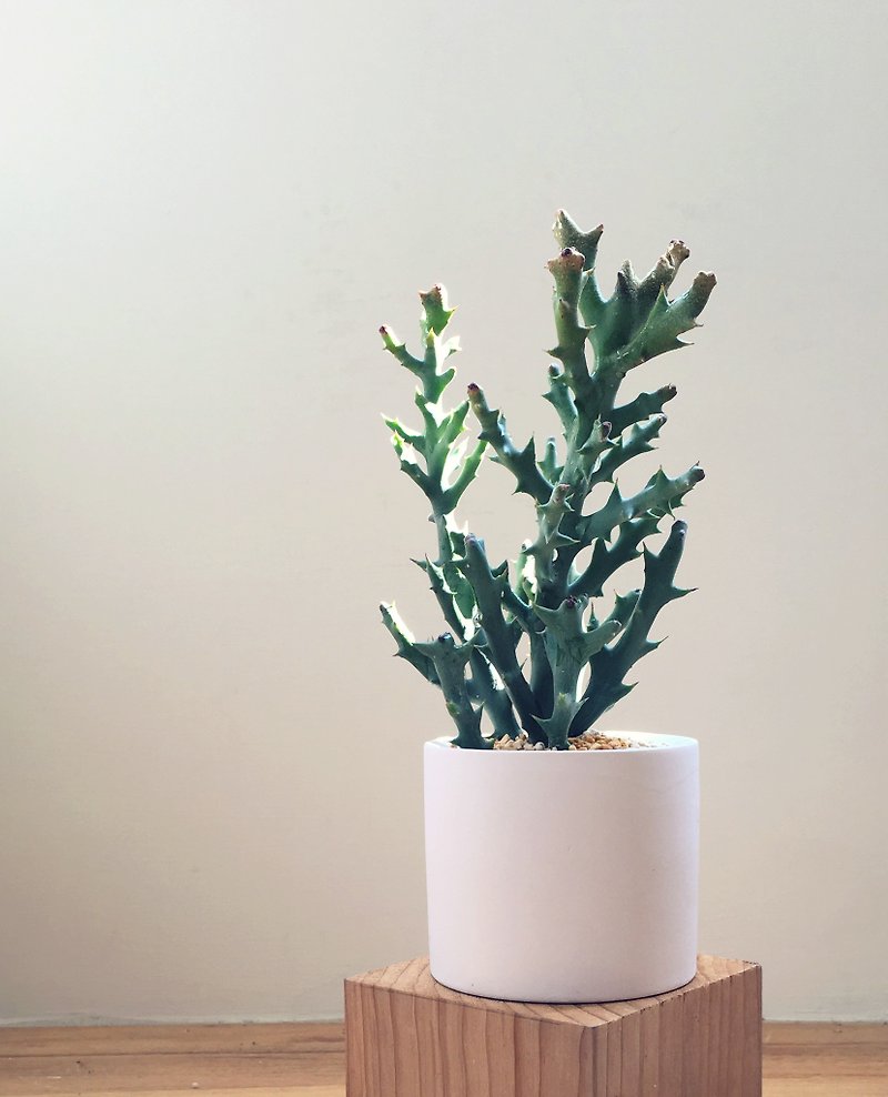 [Pot] antlers Deer Horn (succulents healing was small home office) New Year's gift - ตกแต่งต้นไม้ - กระดาษ 