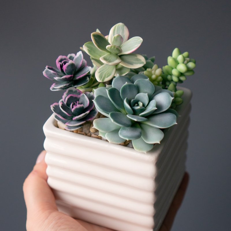 White jewelry box with green succulent arrangement - 禮物盒/包裝盒 - 其他材質 綠色