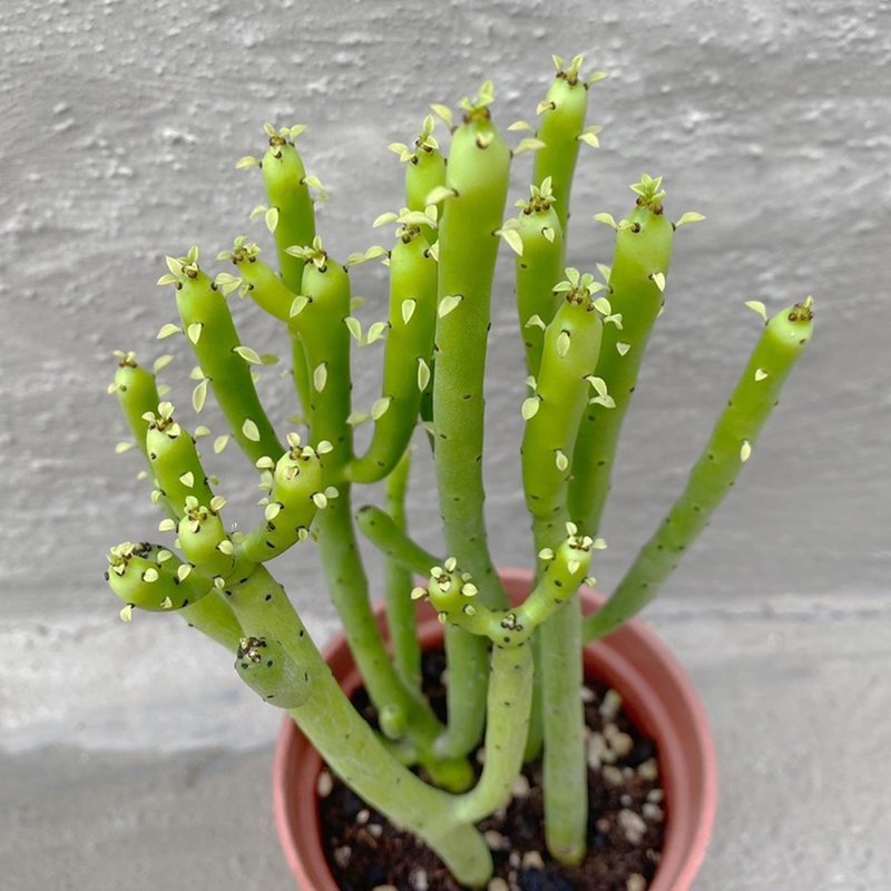 [Doudou Succulents] [Coral Euphorbia] Housewarming│Gifts│Promotion│Succulents - ตกแต่งต้นไม้ - พืช/ดอกไม้ 