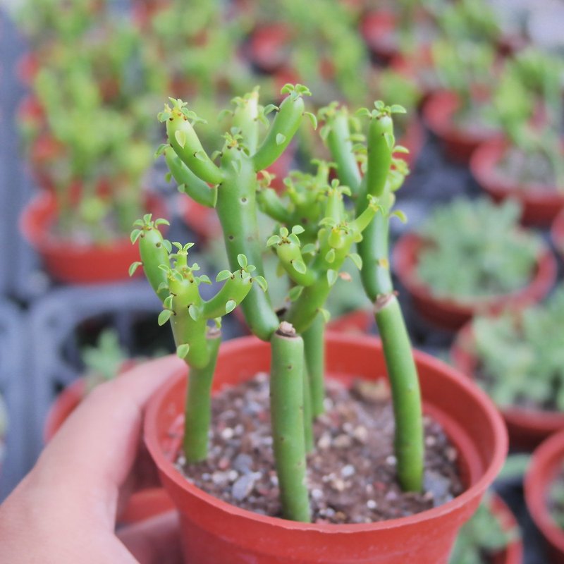 [Doudou Succulents] Housewarming│Gifts│Promotion│Succulents│-Coral Euphorbia - ตกแต่งต้นไม้ - พืช/ดอกไม้ 