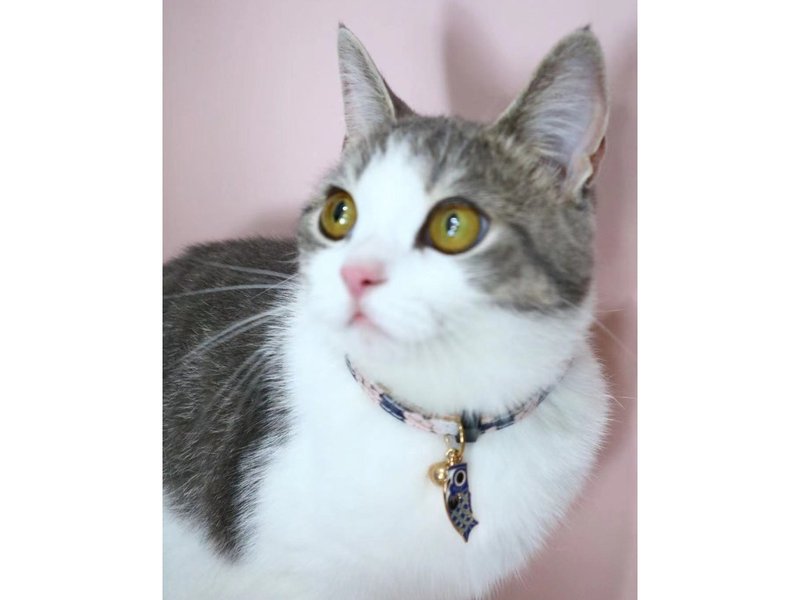 [iC Original] Handmade cat and dog silent collar Japanese koi - ปลอกคอ - วัสดุอื่นๆ 