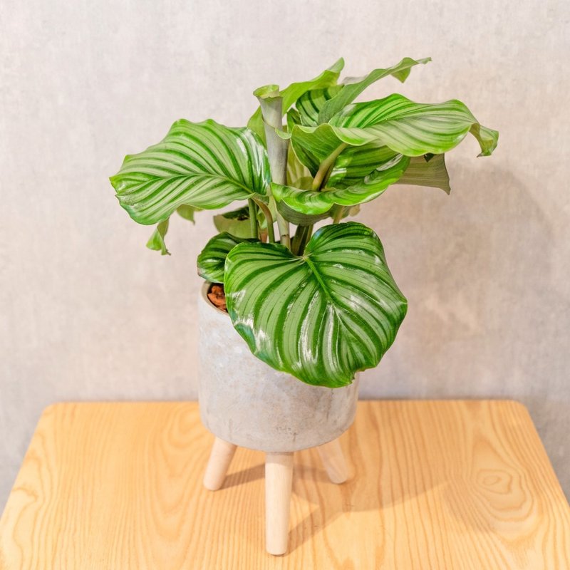 Green apple arrowroot indoor potted foliage plant 6-inch detachable Cement potted plant with wooden feet - ตกแต่งต้นไม้ - พืช/ดอกไม้ 