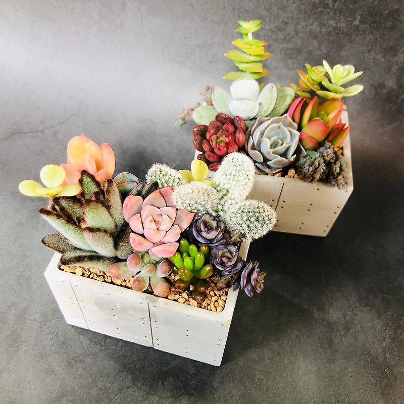 [Paired Potted Plants] 2 in 1 set of succulent gift potted plants/water mold/includes transparent packaging box, physical greeting card - Plants - Other Materials Multicolor