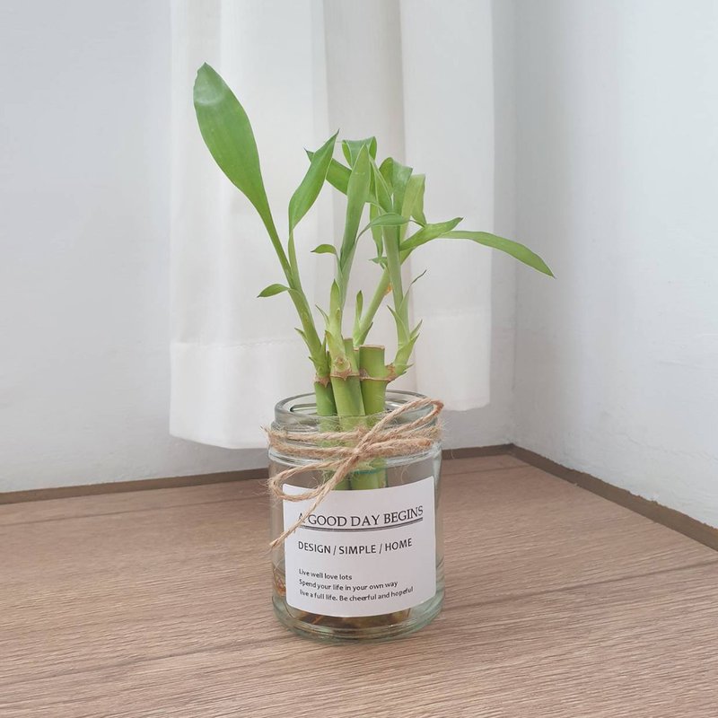 開運竹 水耕植物 - 盆栽/植栽 - 玻璃 透明