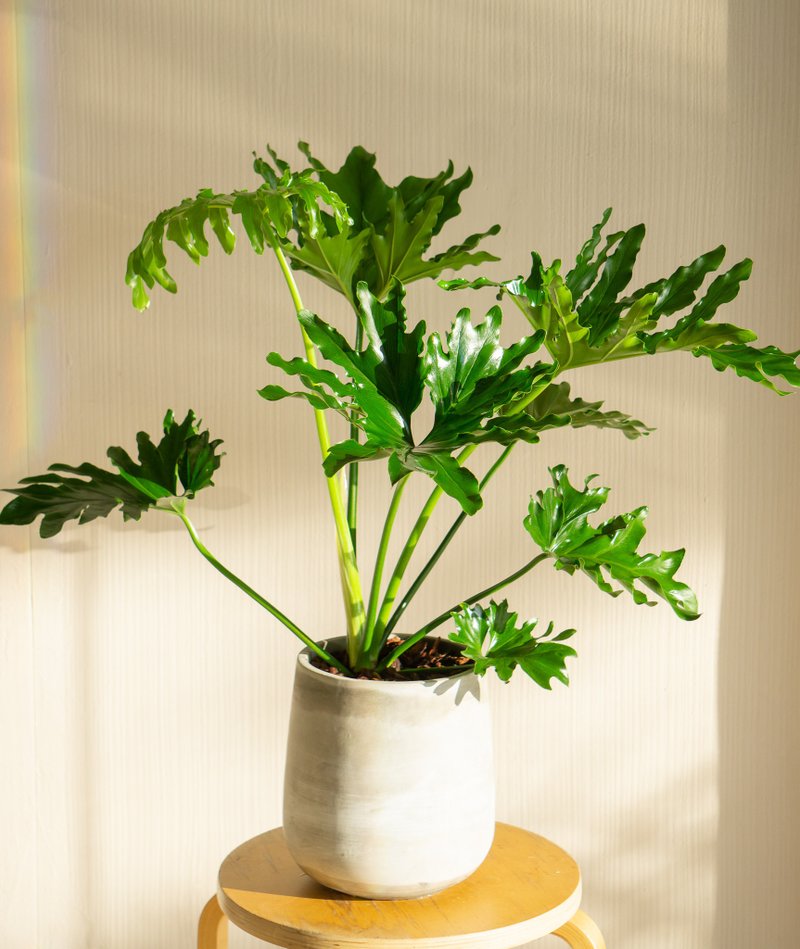小天使蔓綠絨落地盆栽 人氣網美觀葉植物 居家辦公室擺飾 - 盆栽/植栽 - 植物．花 綠色