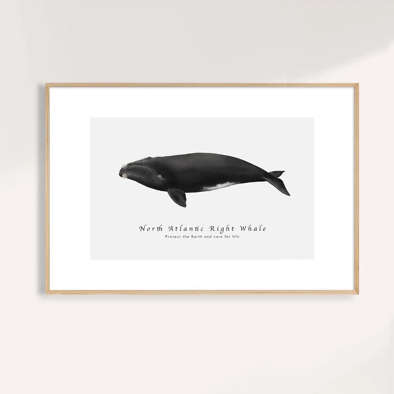 北大西洋露脊鯨 North Atlantic Right Whale / 海洋動物插畫掛畫 - 海報/掛畫/掛布 - 紙 