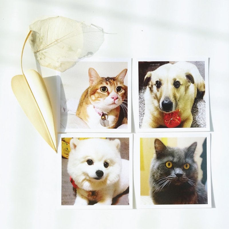 The good times of fur boy (limited to 10 groups) - Cards & Postcards - Paper White