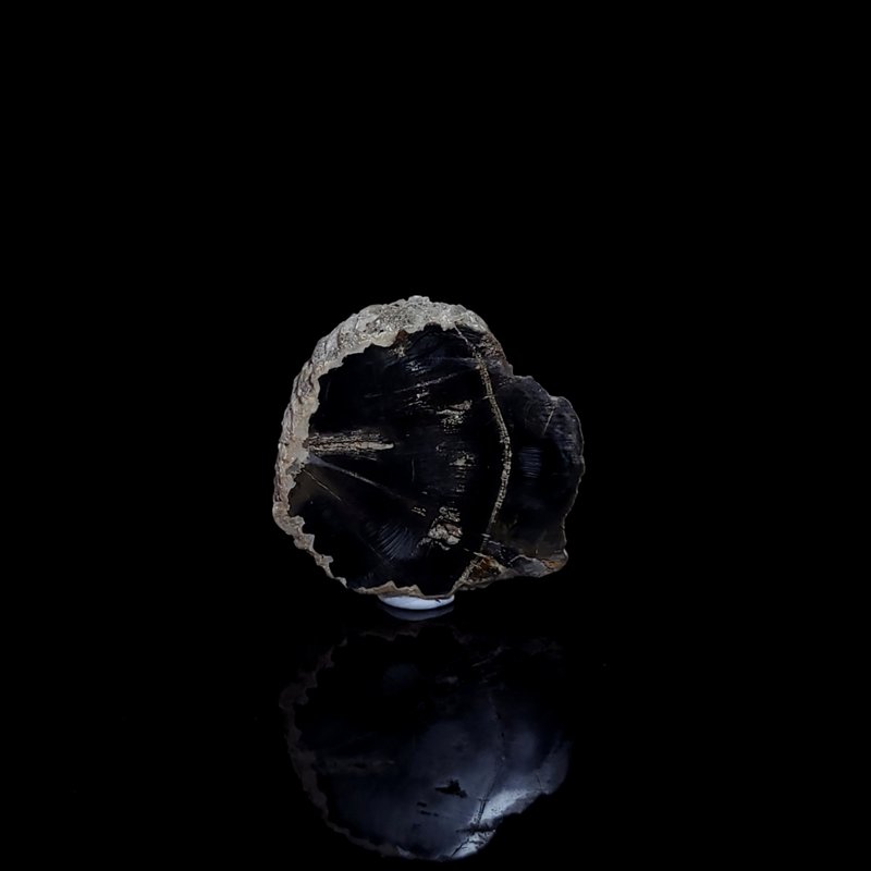 【木化石】- 725 - 其他 - 水晶 黑色