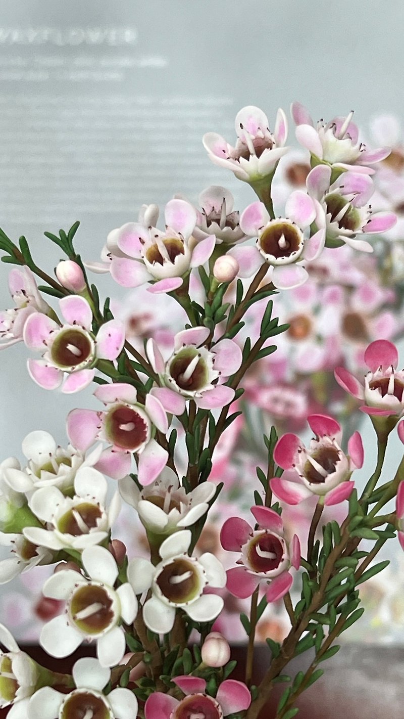 | Flower Illustrated Book - Test Tube Series | Australian Wintersweet/Clay Simulated Flower/Simulated Clay Flower - ของวางตกแต่ง - ดินเหนียว 