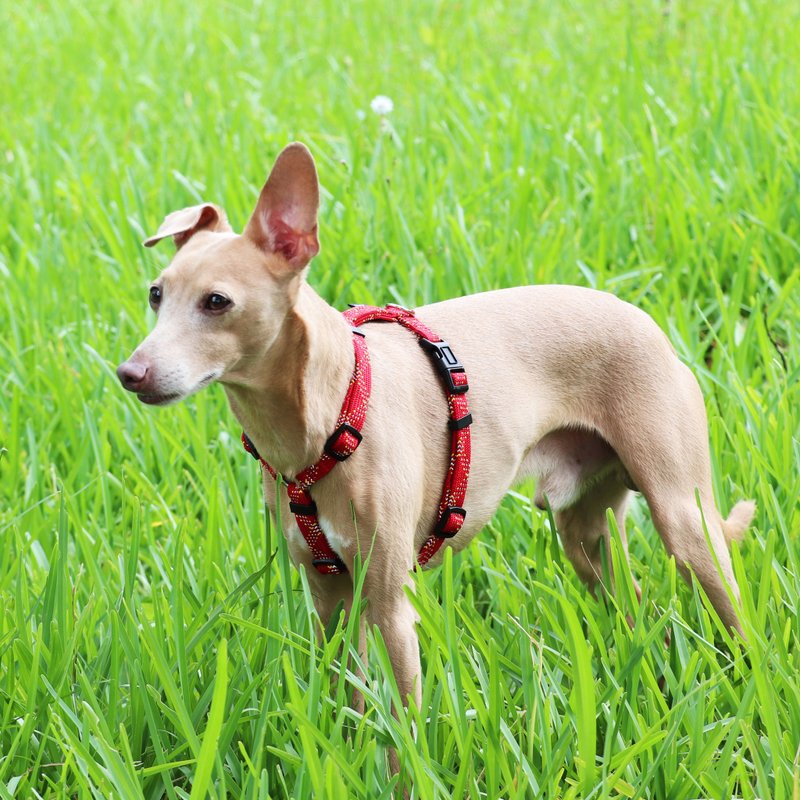 FLASH Serie Harness RDY - Collars & Leashes - Nylon Red