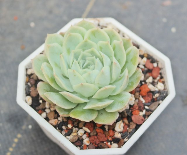 荳荳多肉植物與小雜貨 日本正月 韓國進口無根或微微根 設計館荳荳 多肉植物與小雜貨 植栽 盆栽 Pinkoi