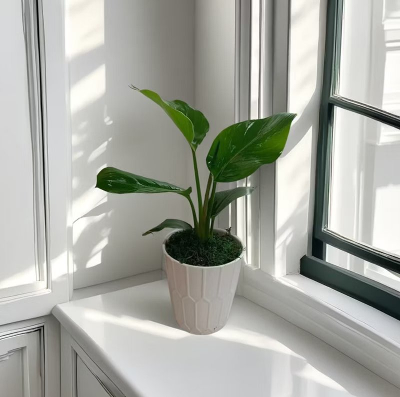 【天堂鳥】桌上型盆栽 優雅簡約風格 送禮自用 網美空間 - 植栽/盆栽 - 陶 