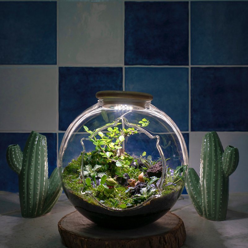 マイクロランドスケープコケ生態水槽（大） | 植物ライト付きでお手入れ簡単な室内植栽ギフト - 観葉植物 - 寄せ植え・花 