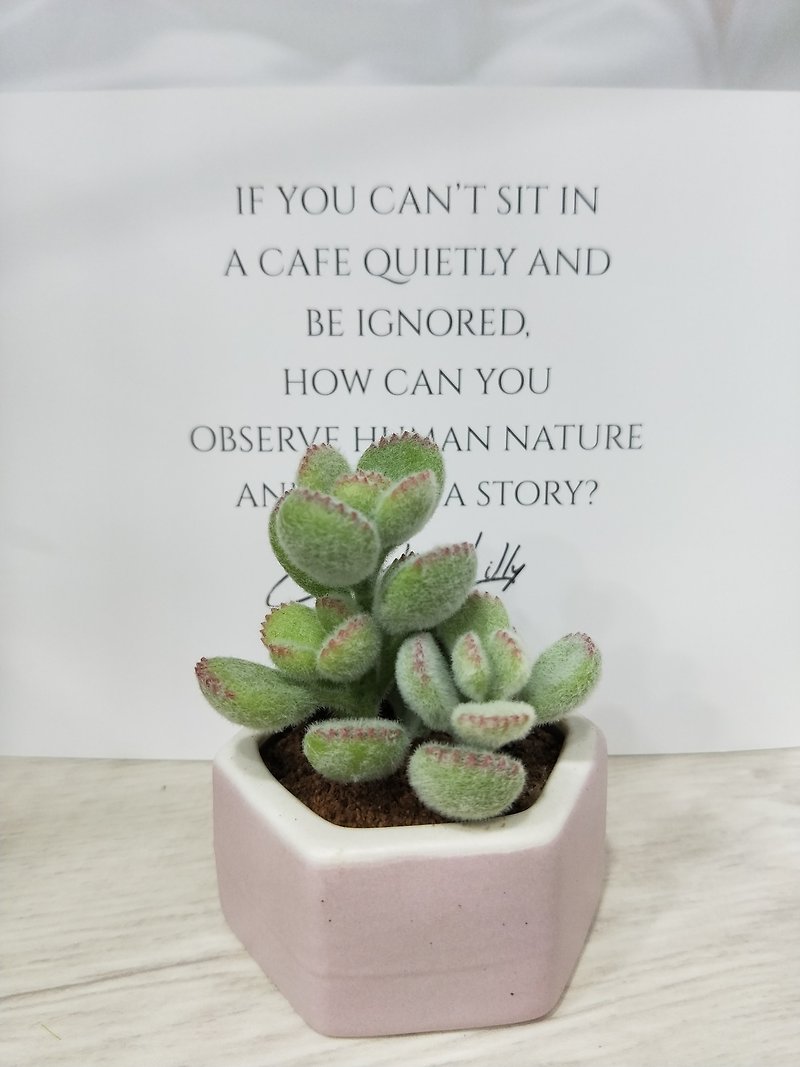 Cold Porcelain Clay/Clay Flower Art-Succulent Series-Xiong Boy-Small Potted Plant/Gift - ตกแต่งต้นไม้ - ดินเหนียว 