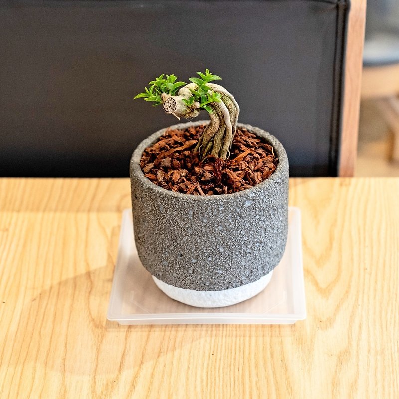 Shou Niangzi 小さな鉢植え 5 インチ テラゾー セラミック植木鉢 卓上屋内植物推奨 - 観葉植物 - 寄せ植え・花 