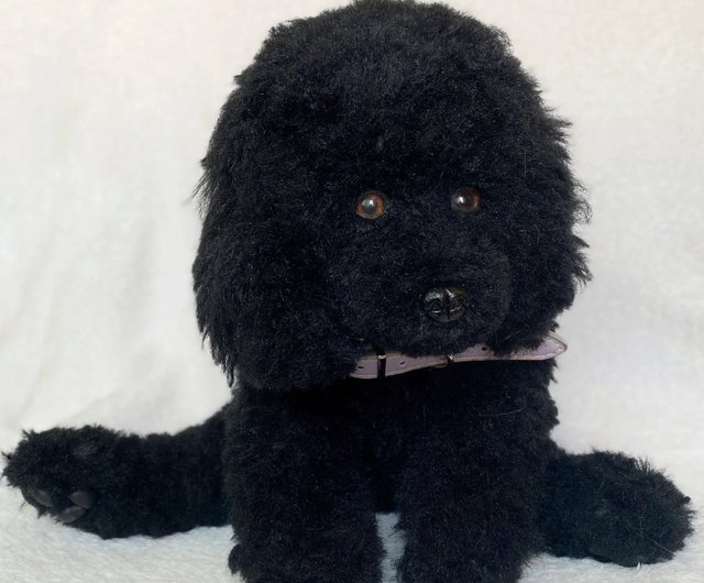 black dog owners poodle｜TikTok Search