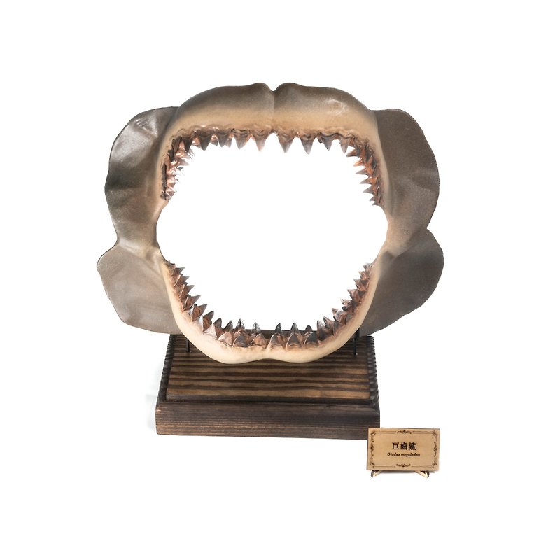 古生物学の 3D プリント モデル - メガロドンの口 - その他 - レジン カーキ