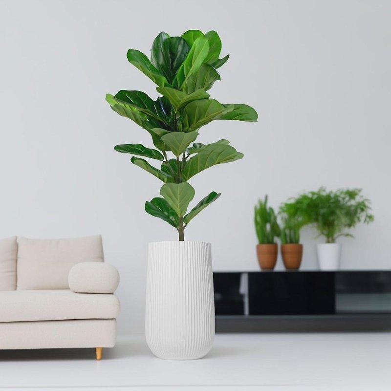 Ficus fiddleleaf ficus Cement potted tall straight striped white high pot floor-standing potted plant Nordic minimalist plant - Plants - Plants & Flowers 