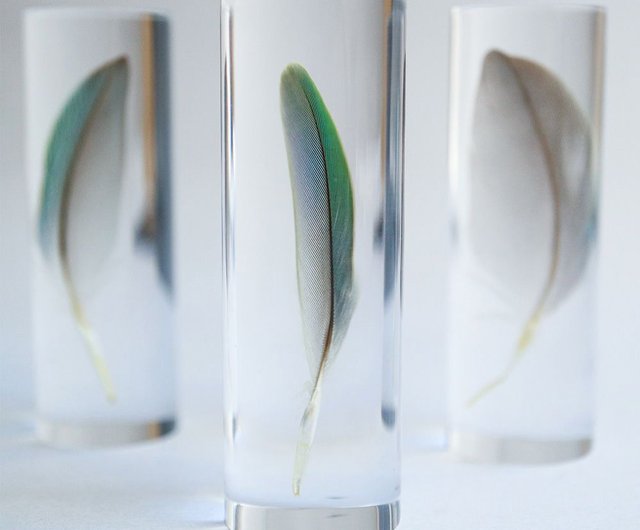 トビの翼標本 0HRQxSMs_200x200.jpg