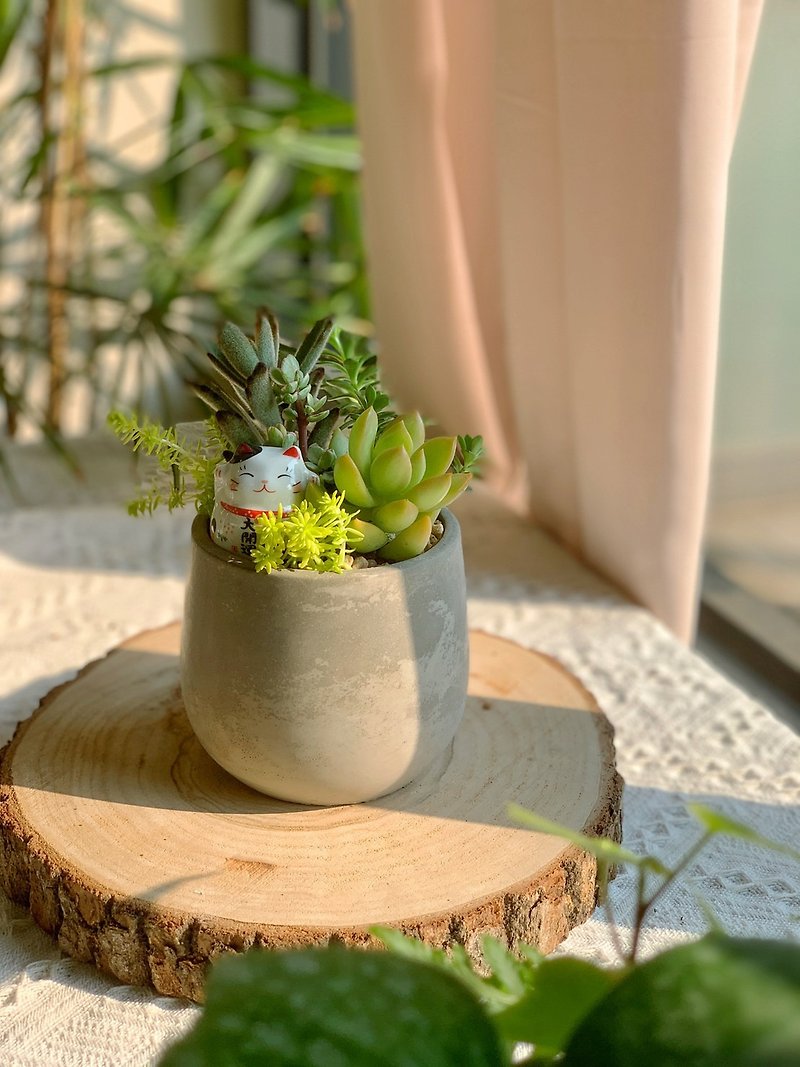 -Opening Ceremony-Cement Succulent Basin -Small round style.New Home Completed - Plants - Plants & Flowers Green