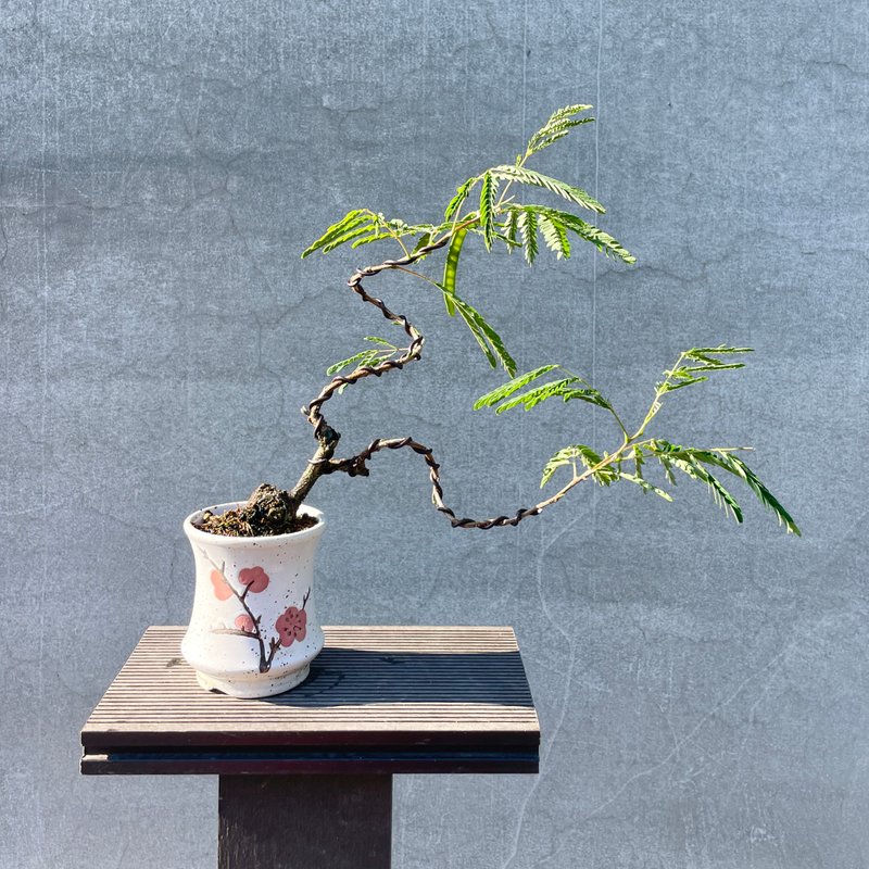 Sketch potted plant - Acacia bonsai - Plants - Plants & Flowers 