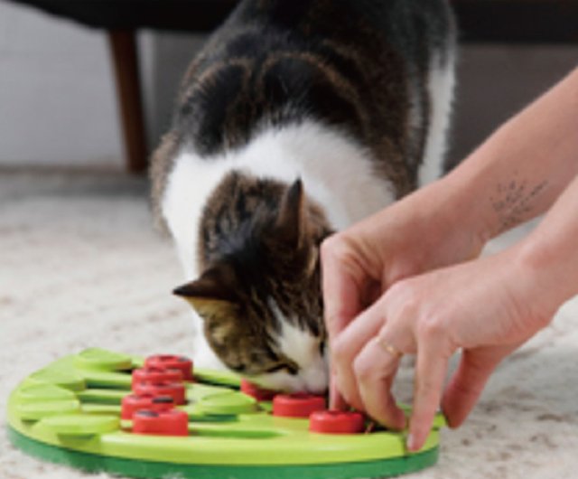 Nina Ottosson, Cat, Nina Ottosson Pet Stages Buggin Out Puzzle Play  Interactive Cat Treat Puzzle