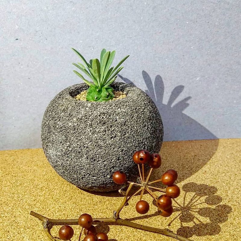 隕石星球上的鳳梨人 - 峨眉山【植物保固】 - 盆栽/植栽 - 植物．花 灰色
