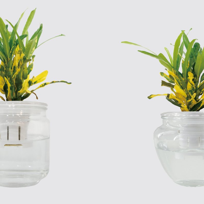 │Glass Series│Golden Diamond Variety - Hydroponic Potted Fish and Water Symbiosis Indoor Plant - ตกแต่งต้นไม้ - พืช/ดอกไม้ 