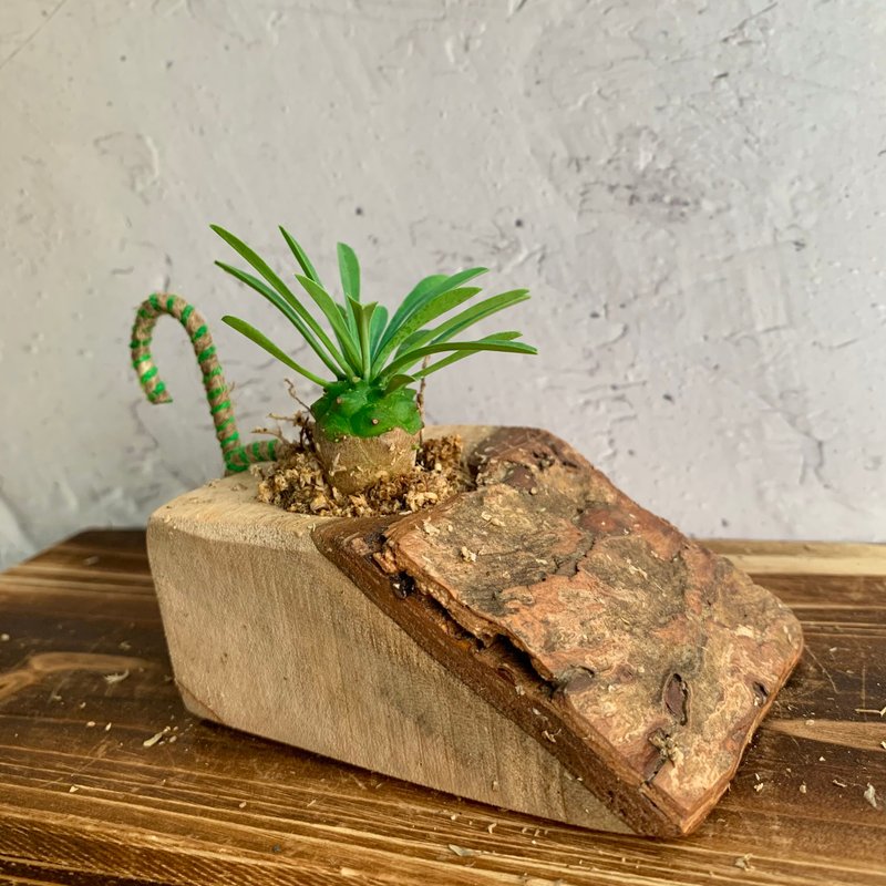 手工木作設計 盆栽擺飾 多肉植物 峨嵋山 - 盆栽/植栽 - 木頭 