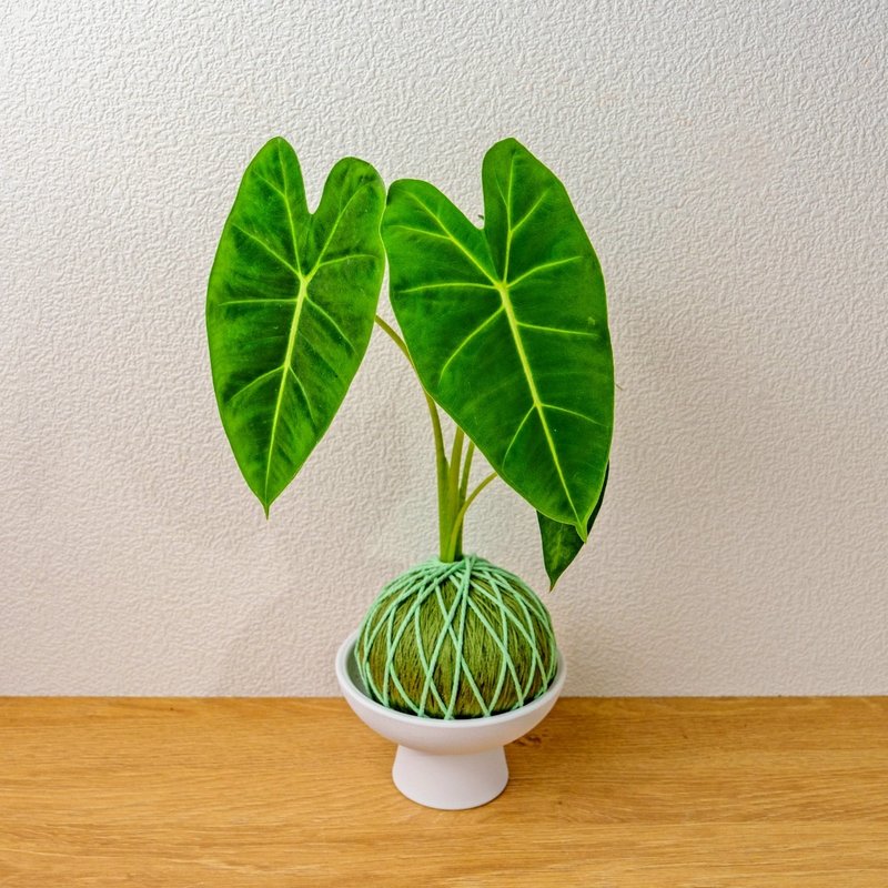 苔球植物 絨葉觀音蓮純綠苔球加磨砂高腳缽 苔球 苔玉 禮物 送禮 - 盆栽/植栽 - 植物．花 綠色