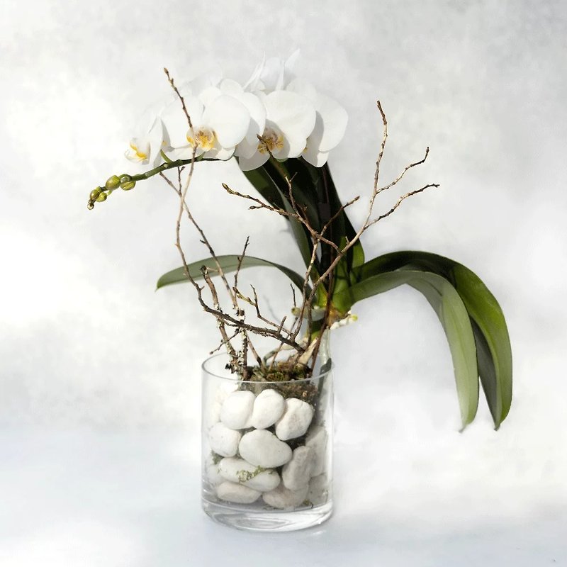 Ruxue シングル ファレノプシスの植え付け - 観葉植物 - 寄せ植え・花 ホワイト