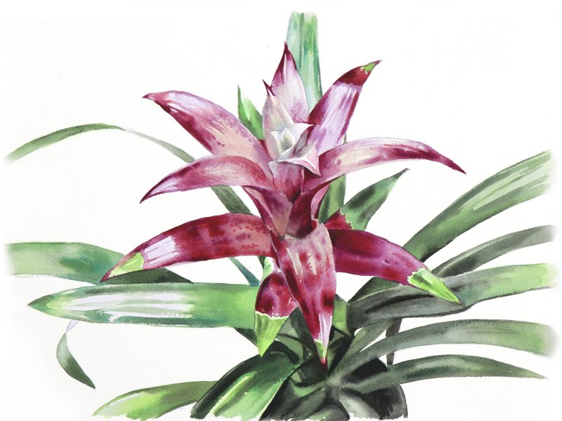 Bromelia original watercolor painting by artist Irina Zhunaeva - 壁貼/牆壁裝飾 - 紙 多色