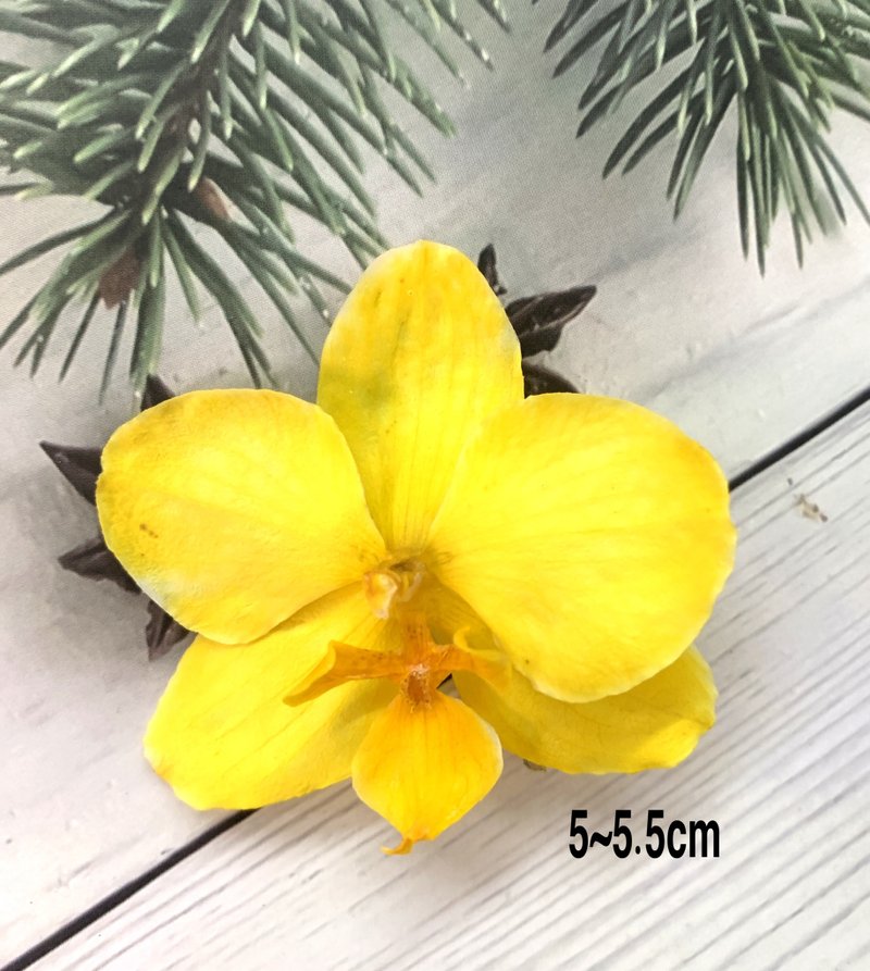 【阿瑪斯蘭花文創】不凋蘭花花材/永生花/DIY材料/花藝材料 - 花藝/盆栽/植栽 - 植物．花 