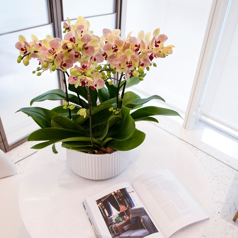 [Orchid Potted Plant] Red and Golden Phalaenopsis Potted Plant (Large) Opening Gift for Promotion and Housewarming Opening Potted Plant - ตกแต่งต้นไม้ - พืช/ดอกไม้ สีม่วง