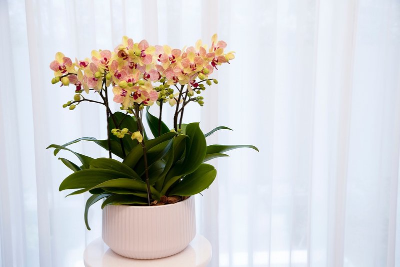 [Orchid Potted Plant] Red and Golden Phalaenopsis Potted Plant (Large) Opening Gift for Promotion and Housewarming Opening Potted Plant - Plants - Plants & Flowers Purple