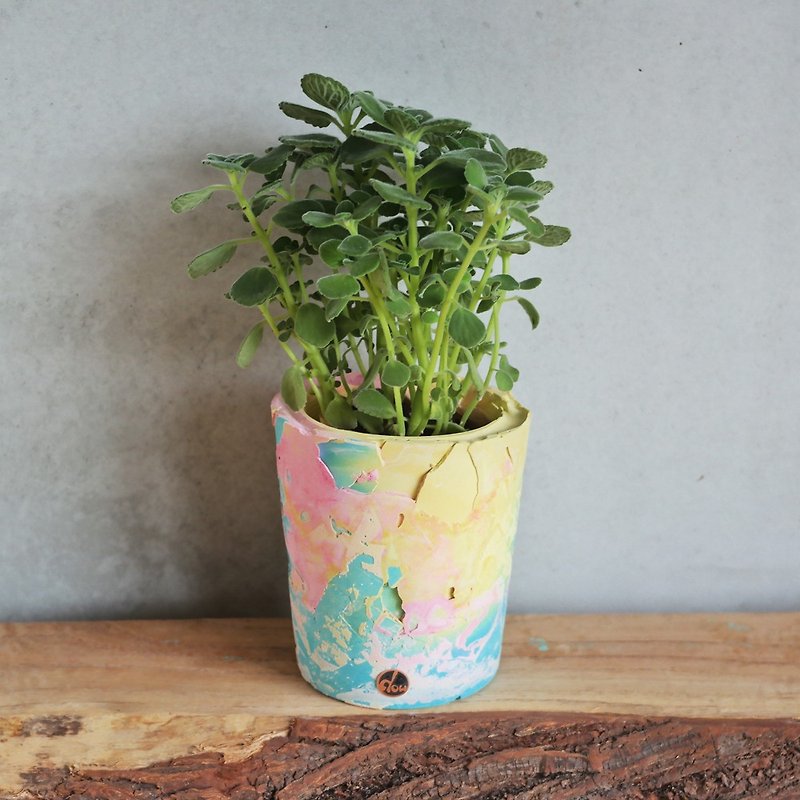 Peas Succulents and Small Groceries - Handmade Devon Shakes Series-4 - Plants - Cement Multicolor