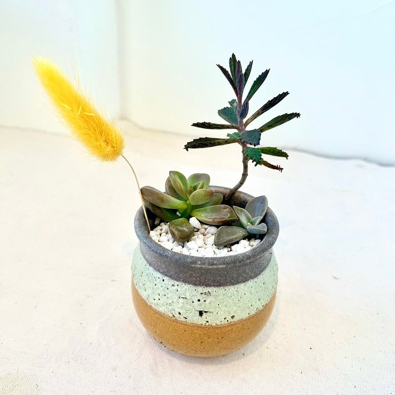 Japanese-style dry landscape succulent potted dolls randomly hold potted plants in the palm of the hand, customized gifts, Japanese style - Plants - Plants & Flowers Green