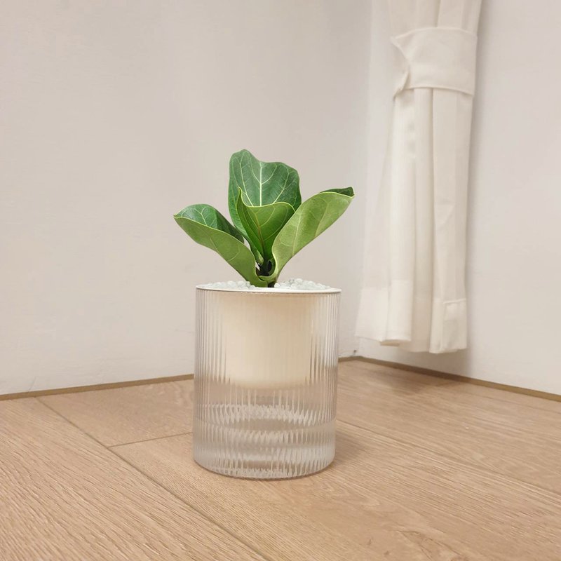 Muji Organ Leaf Ficus Lazy Potted Plant - Plants - Plastic Green