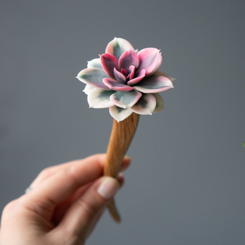 Wooden hair stick with Echeveria Rainbow - 髮圈/髮夾 - 其他材質 