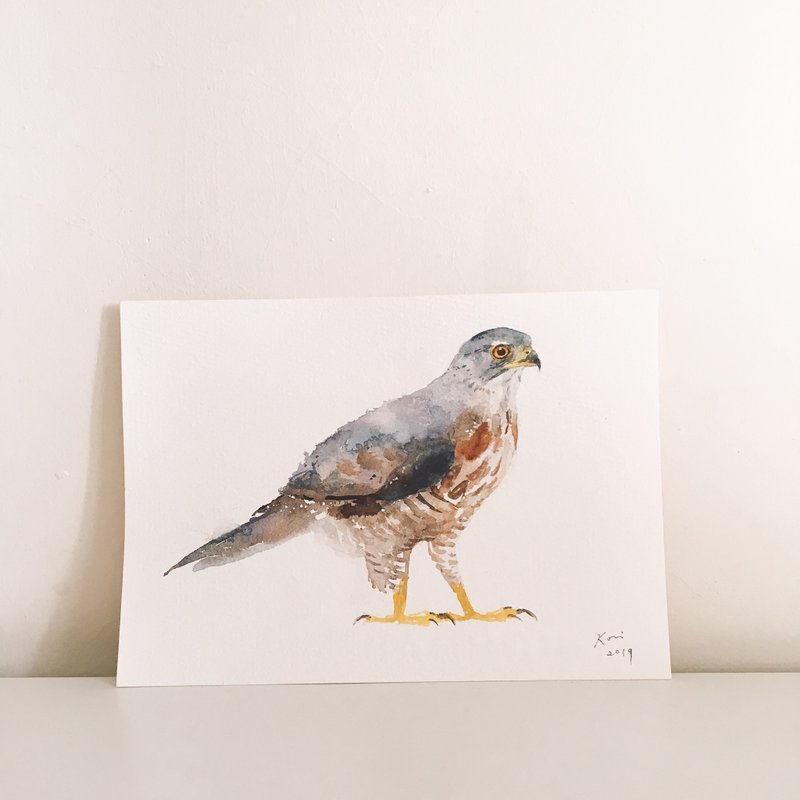 原稿 - 鳳頭蒼鷹  (19.2 x 13.5 cm) 裸畫 水彩 - 海報/掛畫/掛布 - 紙 